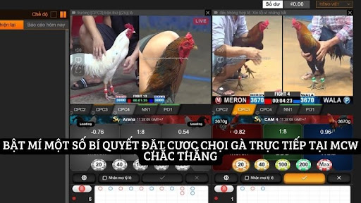 Cơ hội thắng chọi gà trực tiếp lớn