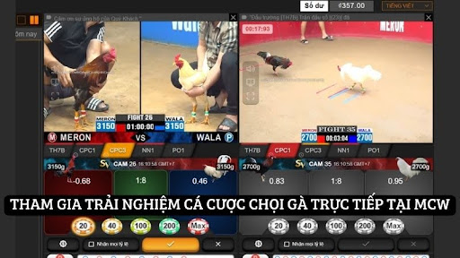 MCW – Điểm đến hấp dẫn cho người yêu thích chọi gà trực tiếp