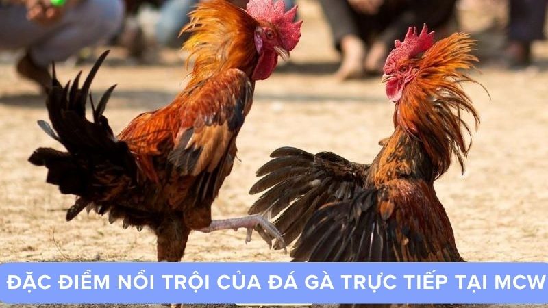 Lịch sử phát triển và uy tín của MCW trong làng cá cược