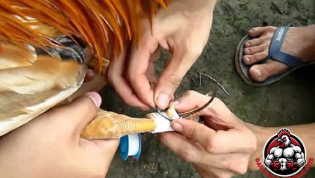 Lên Cựa Gà Chiến: Bí Quyết Tăng Uy Lực Trong Mỗi Trận Đấu