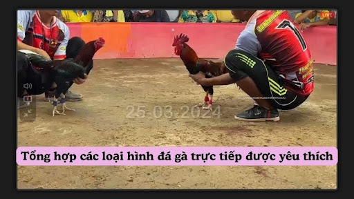 Trải nghiệm đá gà trực tiếp chân thực và độc đáo